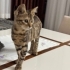 İnsan canlısı çocuk ömürlük yuvasını arıyor fotoğraf
