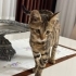 İnsan canlısı çocuk ömürlük yuvasını arıyor fotoğraf