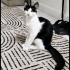 Acil yuva aranıyor fotoğraf