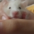 Safkan teddy bear cinsi hamster yavruları fotoğraf