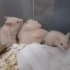 Safkan teddy bear cinsi hamster yavruları fotoğraf