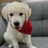 Rocky tek derdi mama ve sevgi fotoğraf