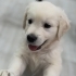 Rocky tek derdi mama ve sevgi fotoğraf