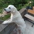 Rocky tek derdi mama ve sevgi fotoğraf