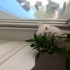 Sütlaç'a bir yuva arıyoruz🐈 fotoğraf