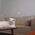 Sütlaç'a bir yuva arıyoruz🐈 fotoğraf