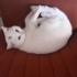 Sütlaç'a bir yuva arıyoruz🐈 fotoğraf