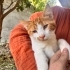 Bu sarı olan çok az görüyor, KALICI YUVA ARIYORUM fotoğraf