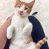 Bu sarı olan çok az görüyor, KALICI YUVA ARIYORUM fotoğraf
