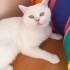Yakışıklı prens yuva arıyor 🐈🏡 fotoğraf