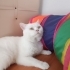 Yakışıklı prens yuva arıyor 🐈🏡 fotoğraf