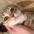 Kucak delisi sevecen kedi fotoğraf