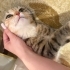 Kucak delisi sevecen kedi fotoğraf
