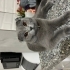Scotish fold Dişi kedi fotoğraf
