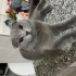 Scotish fold Dişi kedi fotoğraf