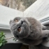 Scotish fold Dişi kedi fotoğraf