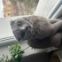 Scotish fold Dişi kedi fotoğraf