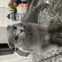 Scotish fold Dişi kedi fotoğraf