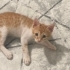 Bahtsız bebiş yuvasını arıyor fotoğraf