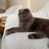 Scottish Fold Erkek (Kısır) fotoğraf
