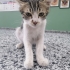 Sevimli uysal 2,5 aylık erkek kedi fotoğraf