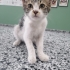 Sevimli uysal 2,5 aylık erkek kedi fotoğraf