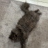 Chinchilla'ma yuva arıyoruz fotoğraf