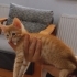 Acil ömürlük yuva fotoğraf