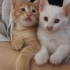 Acil ömürlük yuva fotoğraf