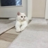 Uysal kızımı sahiplendiriyorum fotoğraf