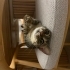 Bella’ya Acil Ömürlük Yuva Arıyoruz 🐾🤍 fotoğraf