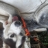 Husky bebeğimize ömürlük yuva fotoğraf