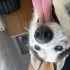 Husky bebeğimize ömürlük yuva fotoğraf