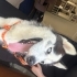 Husky bebeğimize ömürlük yuva fotoğraf