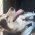 Husky bebeğimize ömürlük yuva fotoğraf