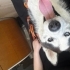 Husky bebeğimize ömürlük yuva fotoğraf