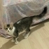 4 aylık Mia yuva arıyor fotoğraf