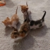 MİNİ MİNİ BEBİŞLER, BEBEK KEDİ SAHİPLENMEK İÇİN EN DOĞRU YERDESİNİZ! fotoğraf
