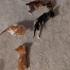 MİNİ MİNİ BEBİŞLER, BEBEK KEDİ SAHİPLENMEK İÇİN EN DOĞRU YERDESİNİZ! fotoğraf