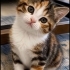 MİNİ MİNİ BEBİŞLER, BEBEK KEDİ SAHİPLENMEK İÇİN EN DOĞRU YERDESİNİZ! fotoğraf