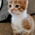 MİNİ MİNİ BEBİŞLER, BEBEK KEDİ SAHİPLENMEK İÇİN EN DOĞRU YERDESİNİZ! fotoğraf