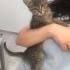 3 aylık bebiş kedi, şu an veterinerde acil yuva arıyoruz fotoğraf