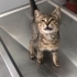 3 aylık bebiş kedi, şu an veterinerde acil yuva arıyoruz fotoğraf