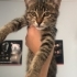 3 aylık bebiş kedi, şu an veterinerde acil yuva arıyoruz fotoğraf