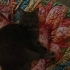 Kızım pakizeye yuva arıyorum fotoğraf
