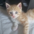 15 Günlük Bebek Kedi fotoğraf