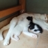 Ailem olur musunuz? fotoğraf