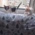 Annesiz yavrulara yuva fotoğraf