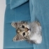 Şeftali acil yuva arıyor ♡ fotoğraf
