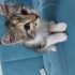 Şeftali acil yuva arıyor ♡ fotoğraf